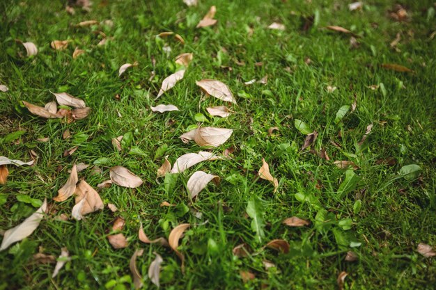 Dry leaves fallen on green grass