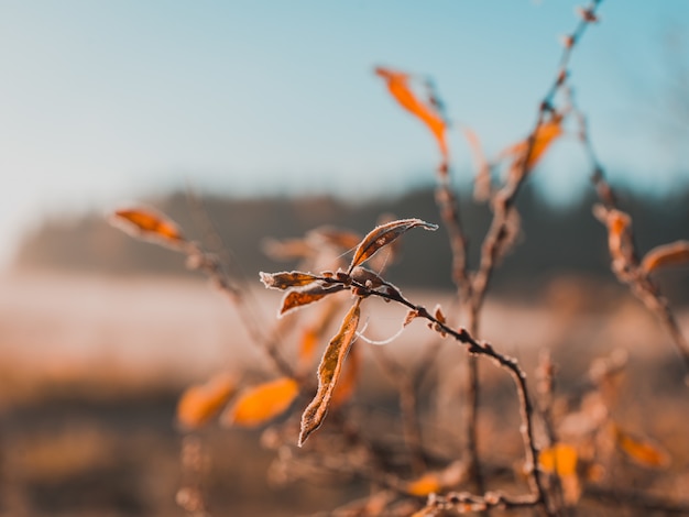 dry leaves growing on a twig with blurred background
