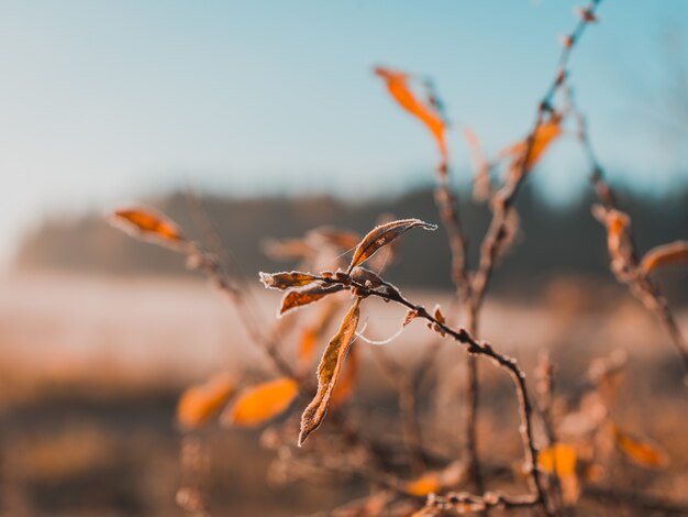 背景をぼかした写真の枝に成長している乾燥した葉