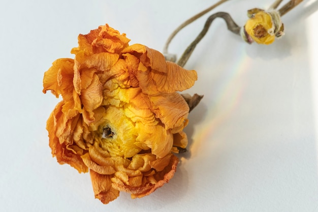 Dry orange ranunculus on a gray background