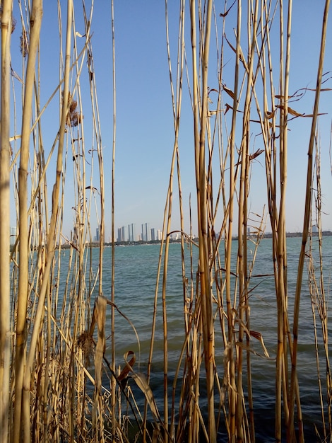 Dry plants with the city in the distance