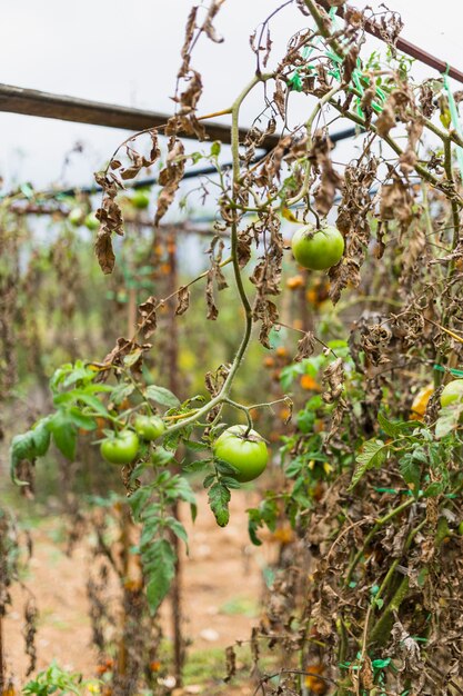 Dry plants