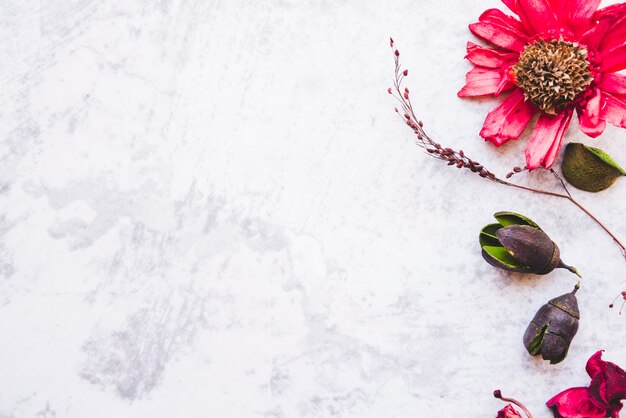 Dry red gerbera and pod on white background