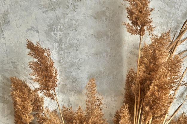 Dry reed panicles bunch against gray cement wall