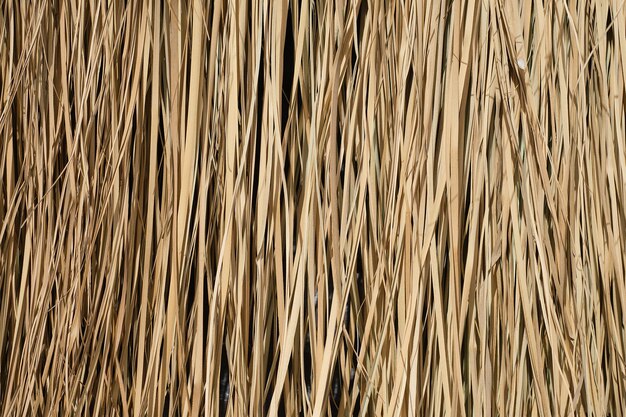 Dry sedge background used as a roof or sunshade close up of natural dry grass background creative layout idea or flat lay for advertising card or invitation