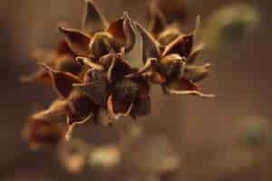 Free photo dry seeds of evergreen trees with blurred background