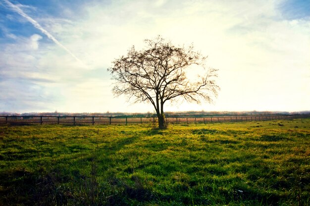 Dry tree in a sunset