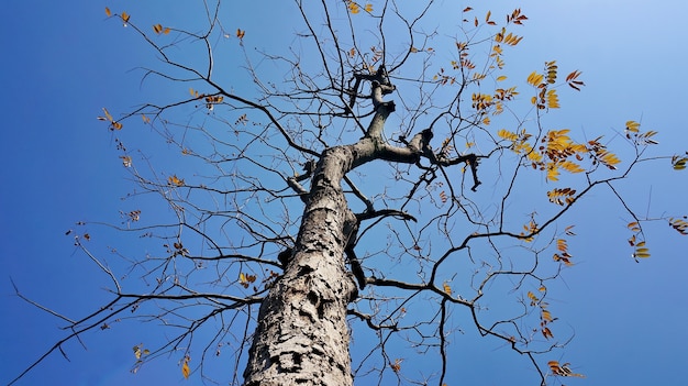 Сухое дерево с фоном неба