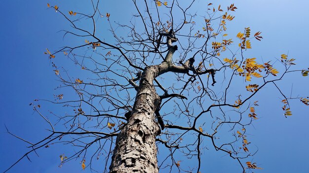 하늘 배경으로 마른 나무