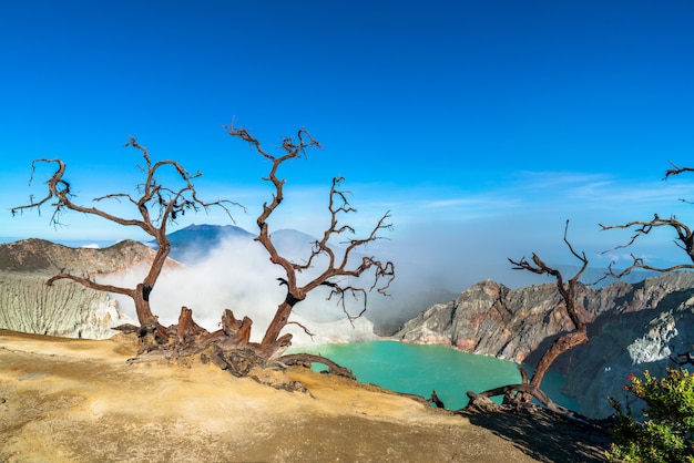 Бесплатное фото Сухие деревья на скалистом ландшафте с озером на заднем плане
