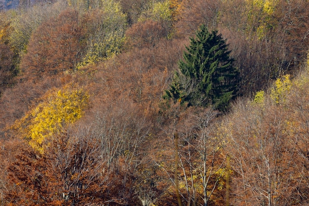 Dry trees and a single green spruce in the mountain Medvednica in Zagreb, Croatia