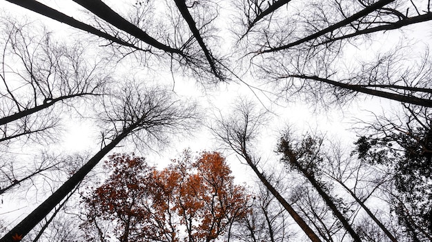 Foto gratuita alberi secchi in sfondo bianco