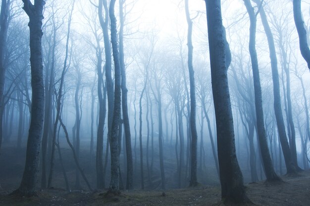 Dry trees