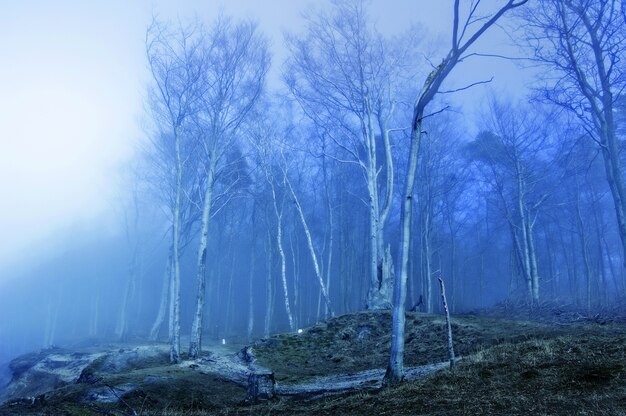 Dry trees