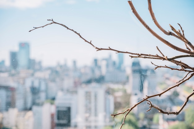 Foto gratuita ramoscello secco sullo skyline della città