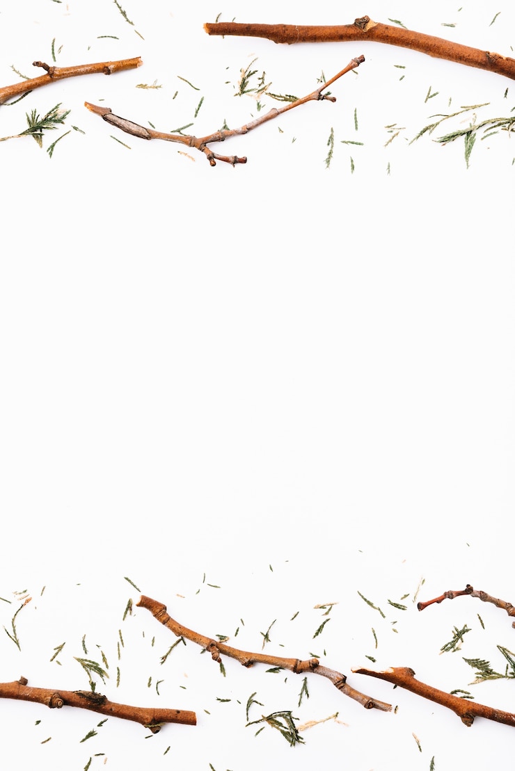 Free Photo dry twigs and fir needles 
