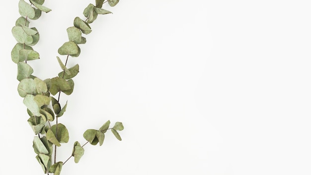 Dry twigs on white background