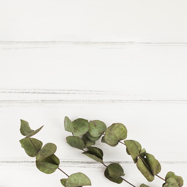 Dry twigs on white wooden background