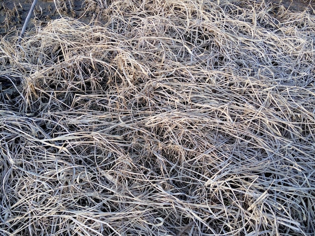 Dry weed on the ground