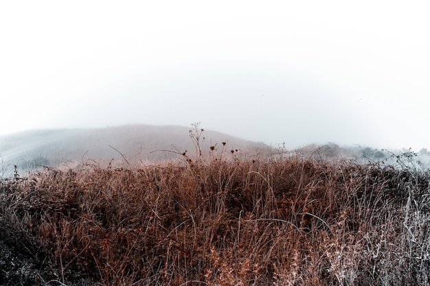 Free photo dry wheat branches in the field on a foggy day