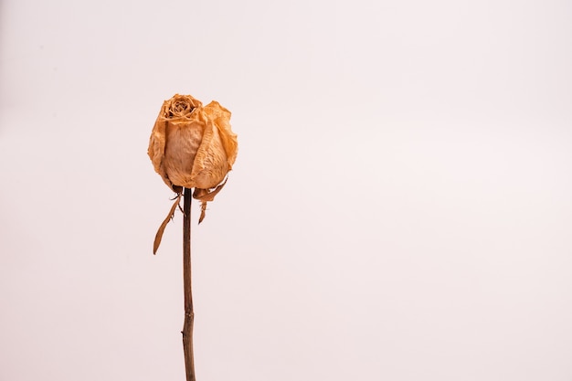 Dry white rose without leaves isolated on a light-colored background