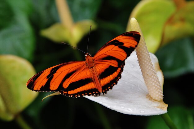 Dryadula butterfly with orange and black wings resting on a calla flower