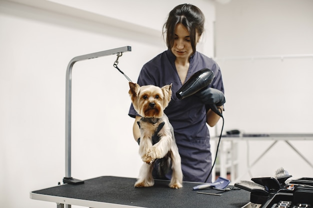 Processo di essiccazione. piccolo cane si siede sul tavolo. asciugatura del cane da parte di un professionista.