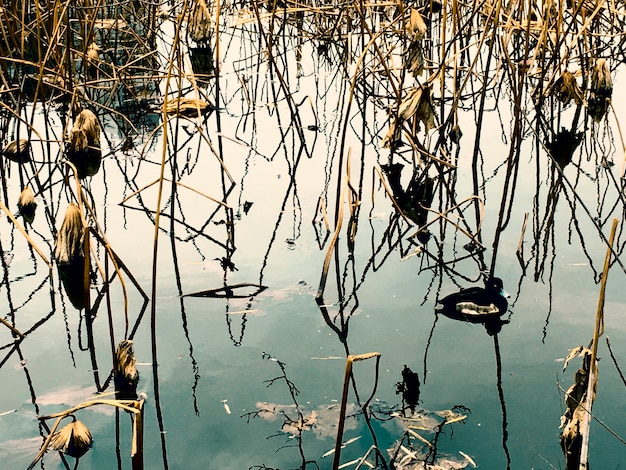 乾燥した植物の池のアヒル