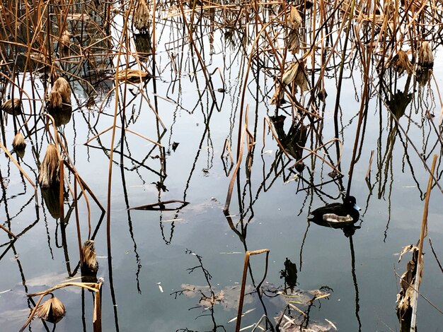 乾燥した植物の池のアヒル