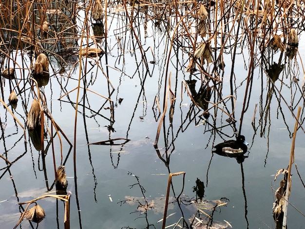 Duck in dried plants pond