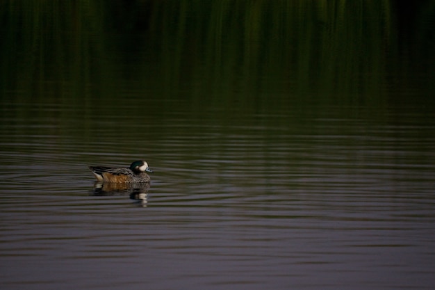 Foto gratuita anatra che bazzica nel lago verde