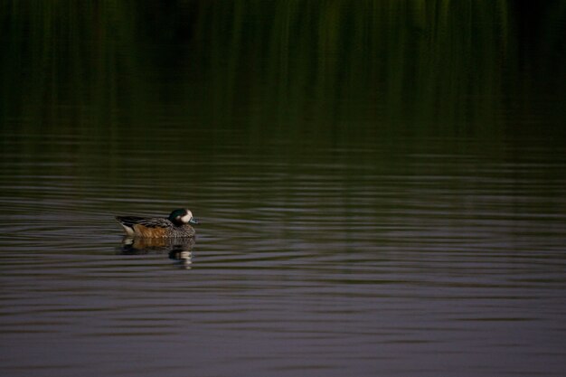 Duck hanging out in the green lake