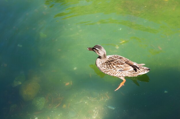 Duck is swimming in the green pond