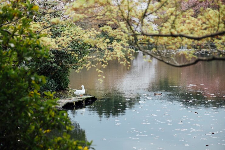無料Photo アヒルと湖
