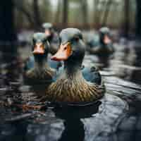 Free photo duck in nature generate image