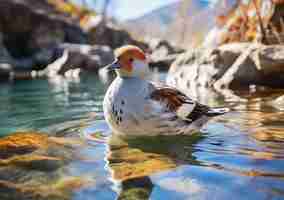 Free photo duck in nature generate image