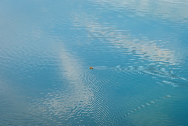 Бесплатное фото Утка на озере.