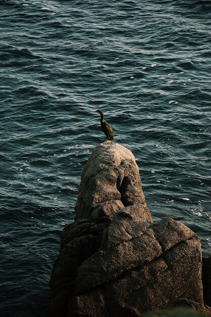 Duck standing on a rock in the middle of the sea