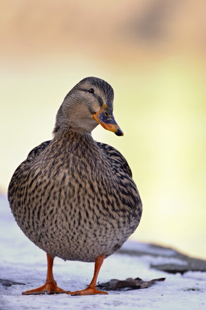 "Duck standing on snow"