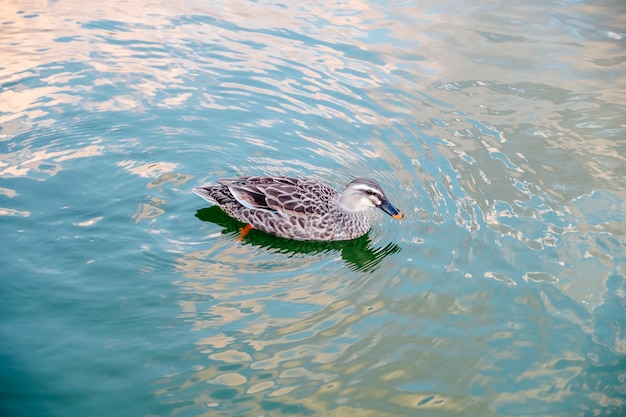 Free photo duck swimming in pool