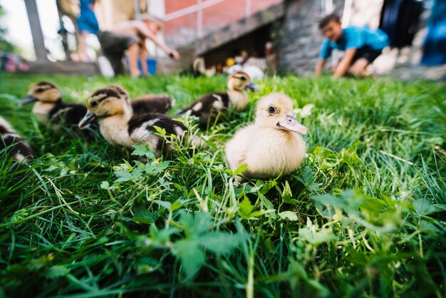 Duckling in the green grass