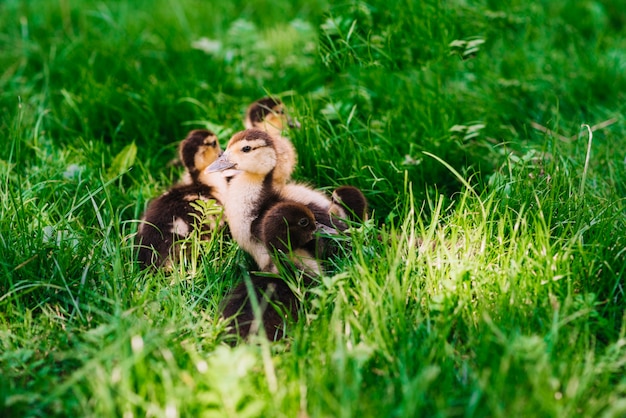 Ducklings in the green grass