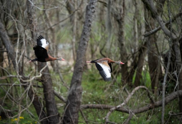 Ducks in flight