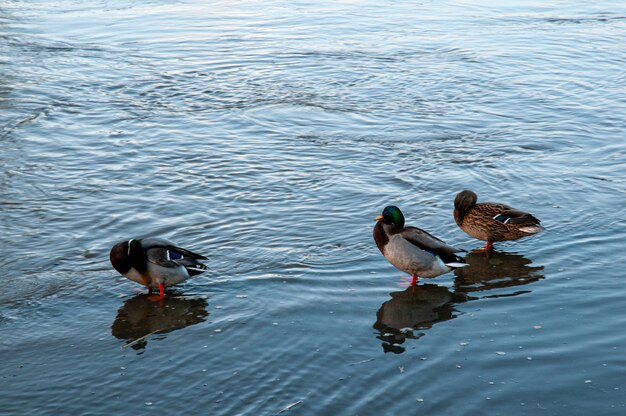 Ducks on high water on the River Thames at Kingston-Upon-Thames, December 2019