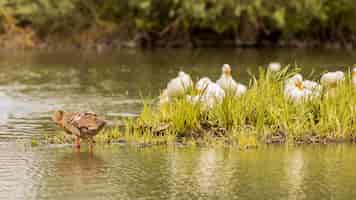 Free photo ducks on a pond