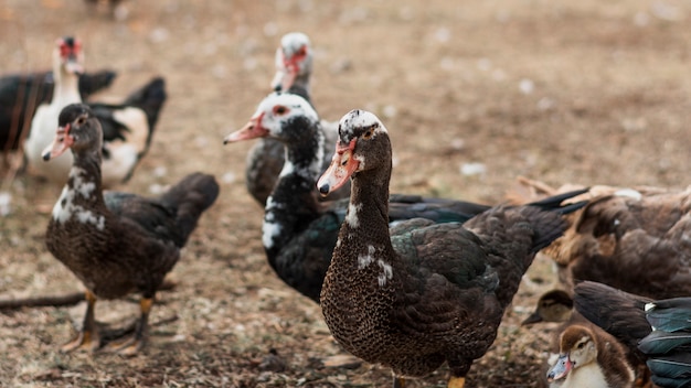 Ducks standing in the courtyard