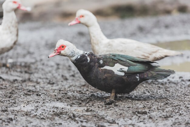 Ducks standing in dirt