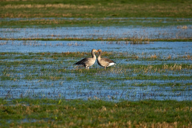 Foto gratuita anatre in piedi una di fronte all'altra su un campo in erba inzuppato d'acqua