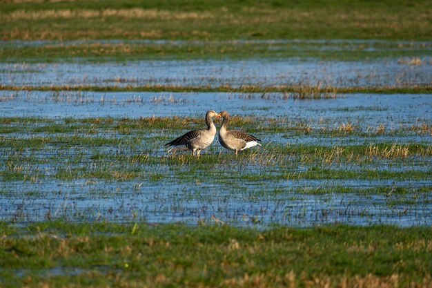 Ducks standing in front of each other on a grass field drenched with water