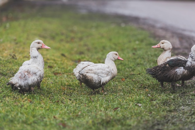 Free photo ducks standing on green lawn